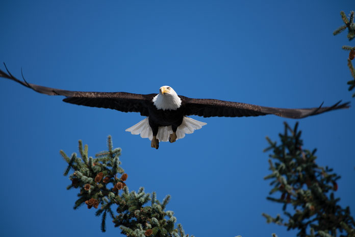Alaska Eagle Cordova