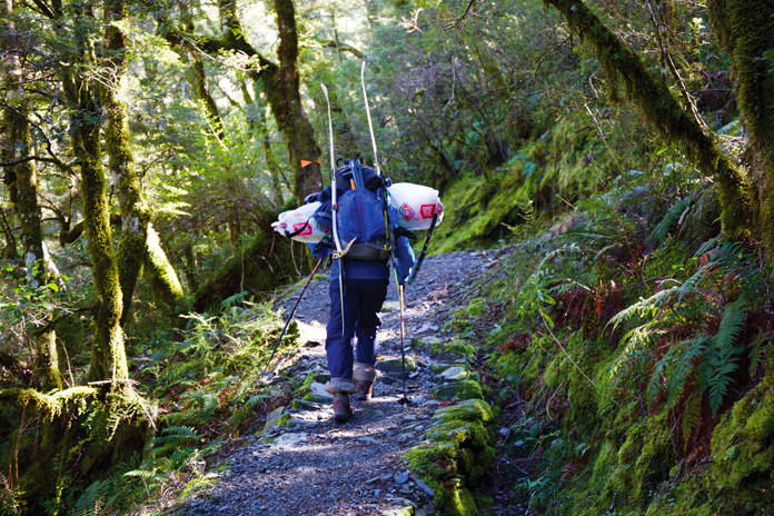 Hiking through native beech forest on the track up towards Mt Aspiring