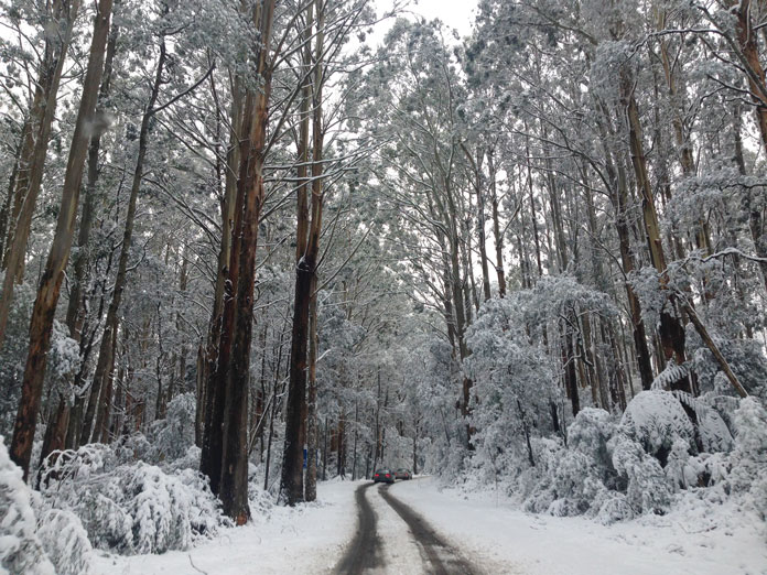 Mt Baw Baw access road with snow down low in the forest