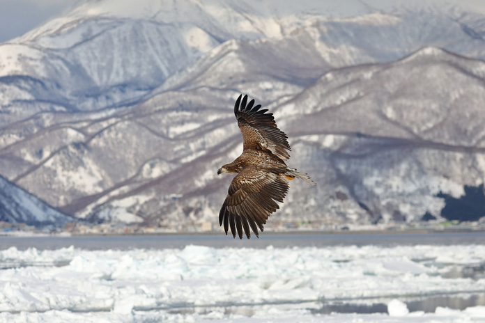 Eagle over the ice floes, Shiretoko National Park, Hokkaido