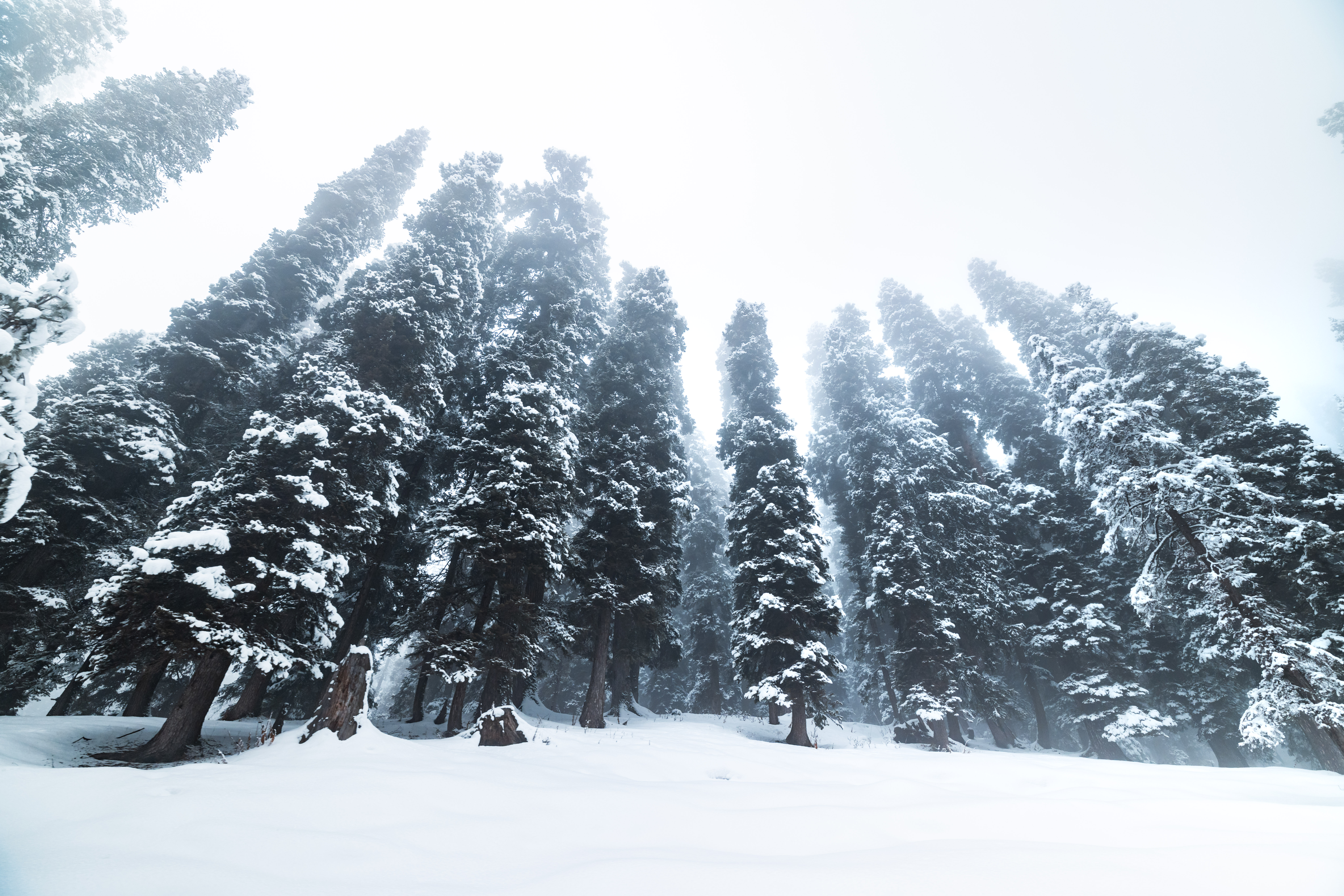 Tree skiing at Gulmarg